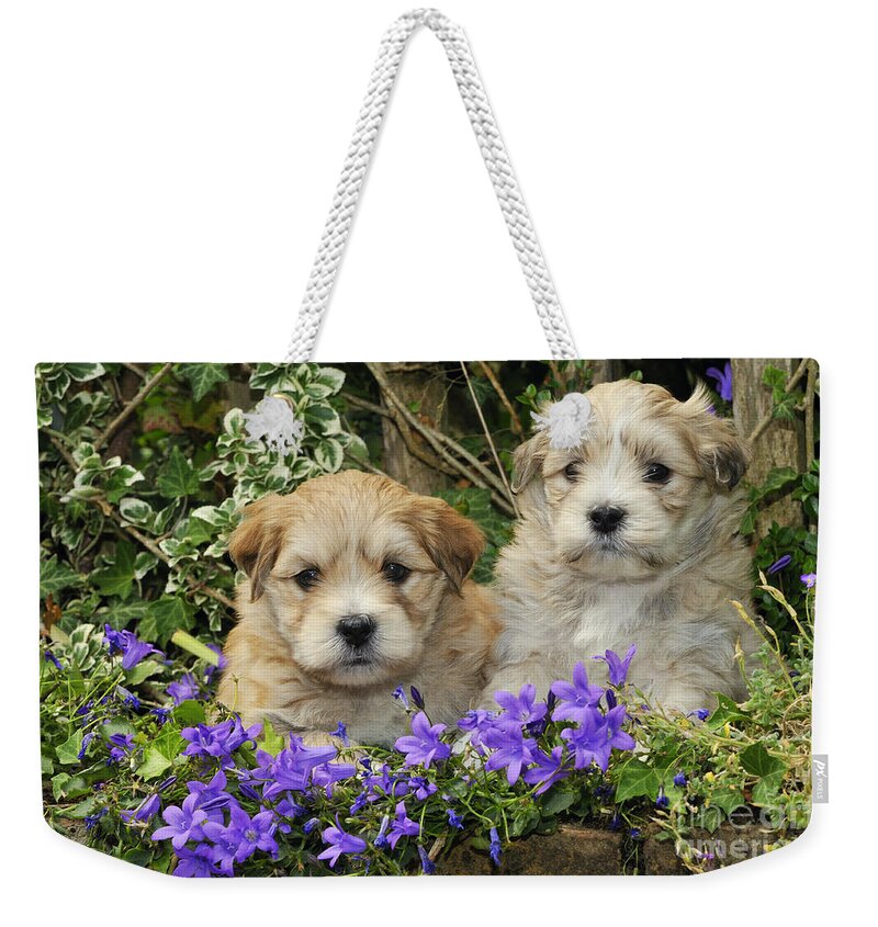 Dog Weekender Tote Bag featuring the photograph Teddy Bear Puppy Dogs #1 by John Daniels