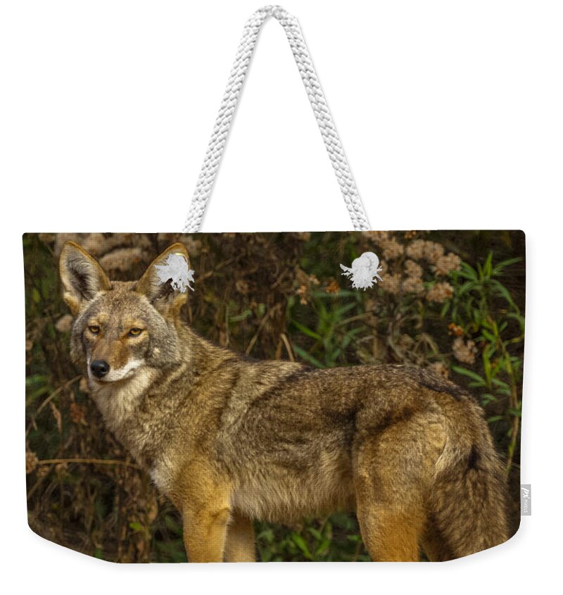 The Coyote Weekender Tote Bag featuring the photograph The Coyote #1 by Ernest Echols