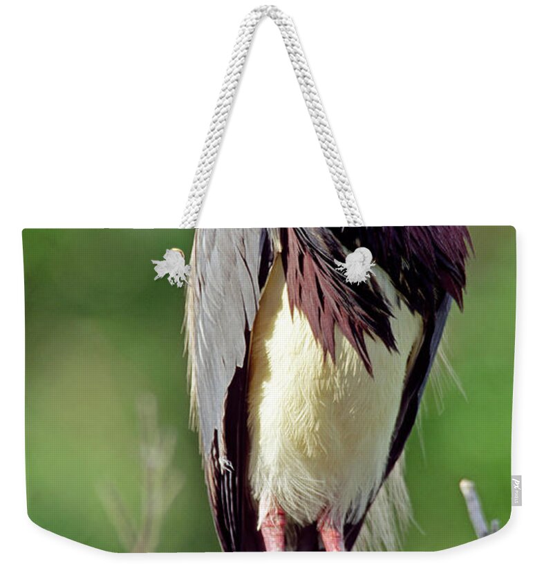 Animal Weekender Tote Bag featuring the photograph Tricolored Heron In Breeding Plumage #2 by Millard H. Sharp