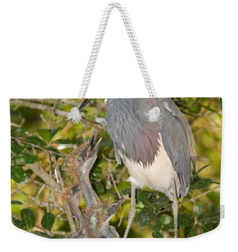 Animal Weekender Tote Bag featuring the photograph Tricolored Heron Tending Young #2 by Millard H. Sharp