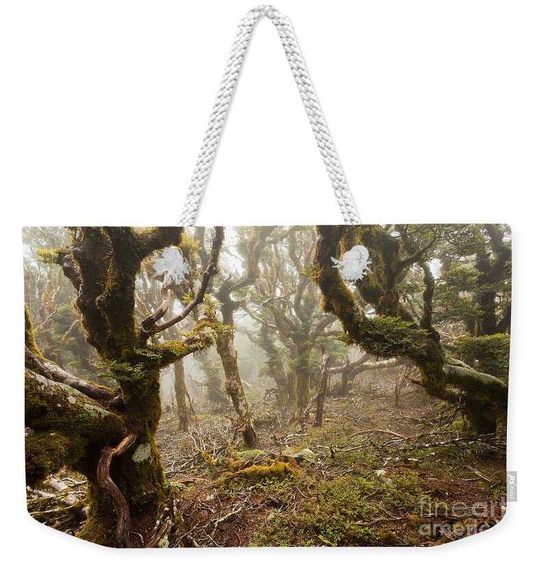 Marlborough Weekender Tote Bag featuring the photograph Virgin mountain rainforest of Marlborough NZ #2 by Stephan Pietzko