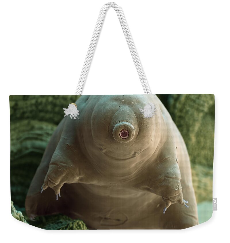 Macrobiotus Sapiens Weekender Tote Bag featuring the photograph Water Bear Or Tardigrade #3 by Eye of Science
