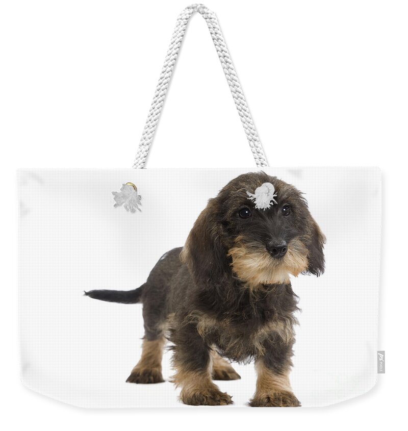 Dachshund Weekender Tote Bag featuring the photograph Wire-haired Dachshund #3 by Jean-Michel Labat