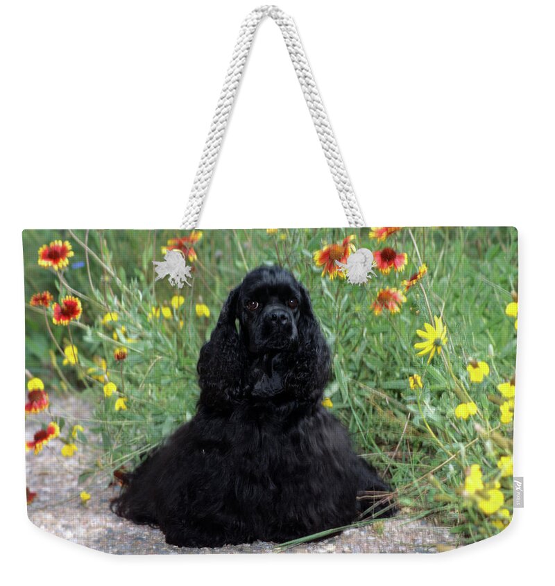 Photography Weekender Tote Bag featuring the photograph 2000s Black Cocker Spaniel Puppy Dog by Animal Images