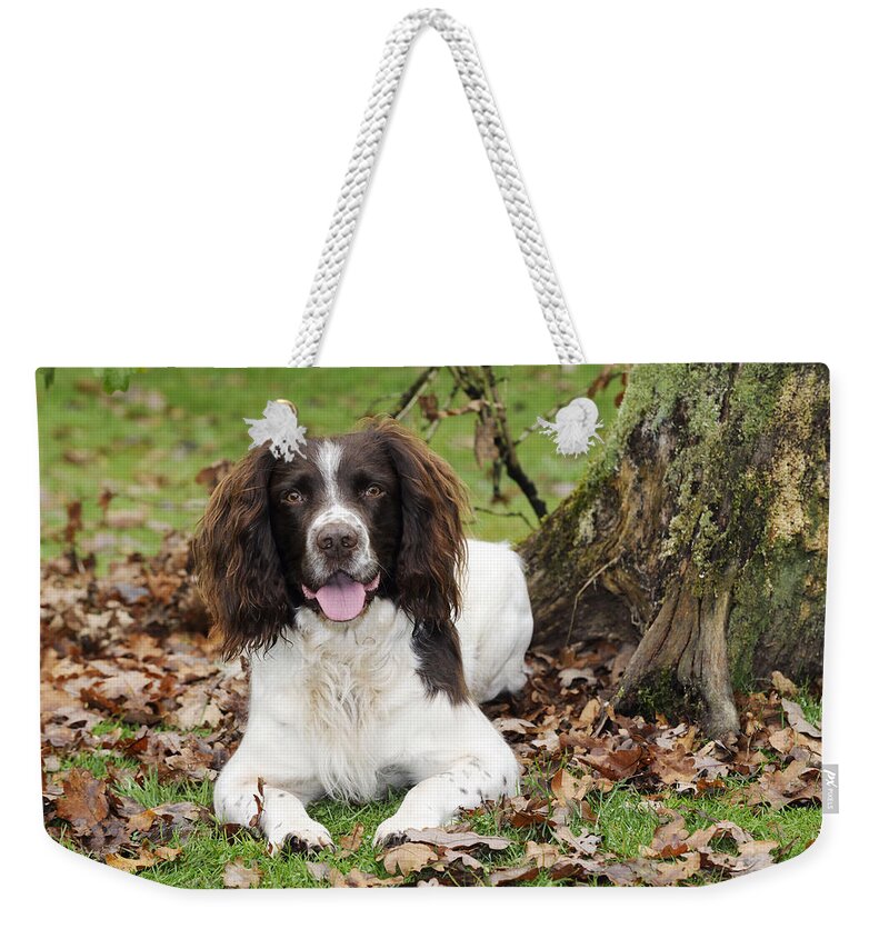 Dog Weekender Tote Bag featuring the photograph English Springer Spaniel #23 by John Daniels