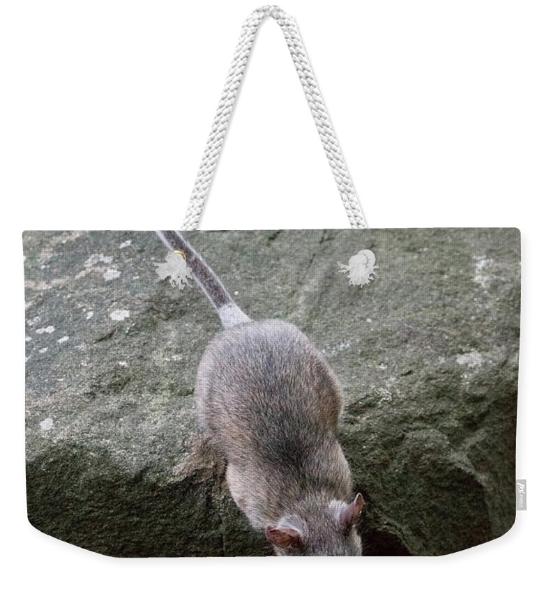 Allegheny Woodrat Weekender Tote Bag featuring the photograph Allegheny Woodrat Neotoma Magister by David Kenny