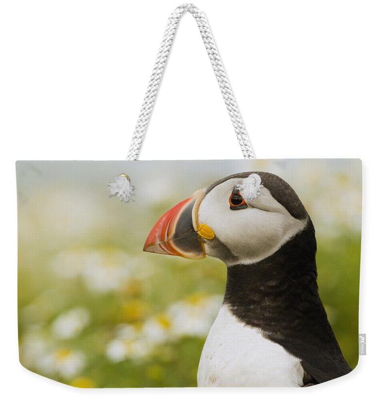 Sebastian Kennerknecht Weekender Tote Bag featuring the photograph Atlantic Puffin In Breeding Plumage #3 by Sebastian Kennerknecht