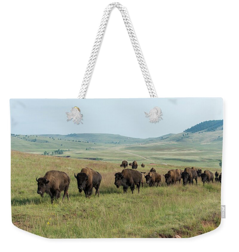 Grass Weekender Tote Bag featuring the photograph Bison Buffalo In Wind Cave National Park #3 by Mark Newman