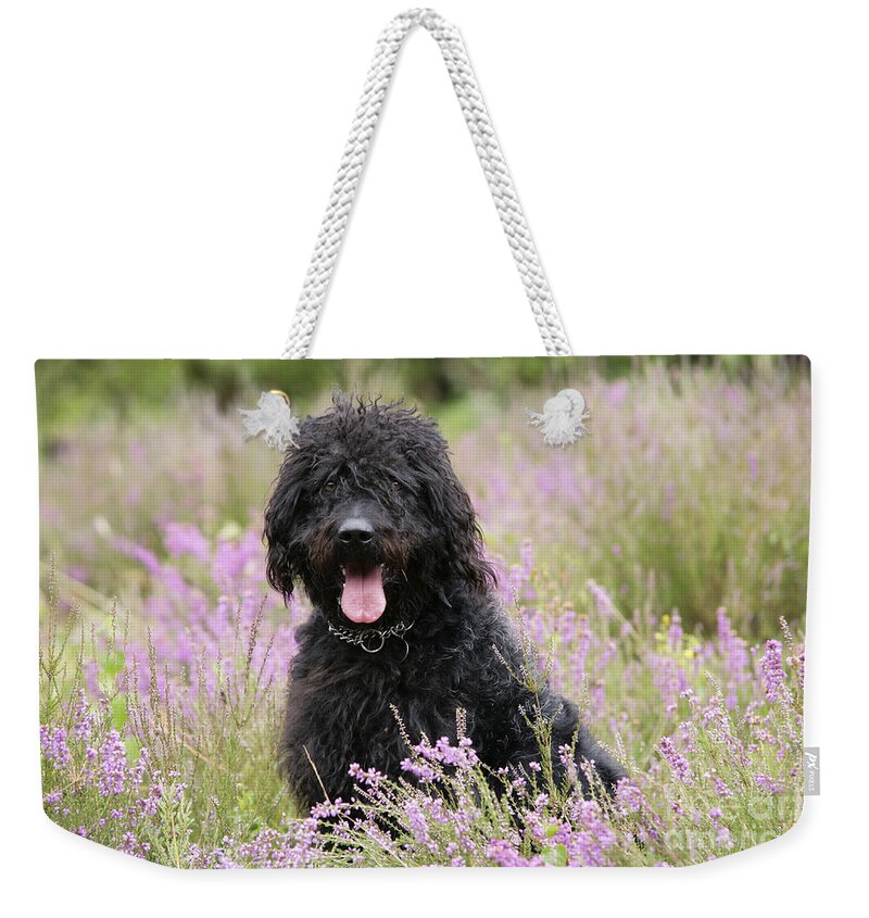 Labradoodle Weekender Tote Bag featuring the photograph Black Labradoodle #3 by John Daniels