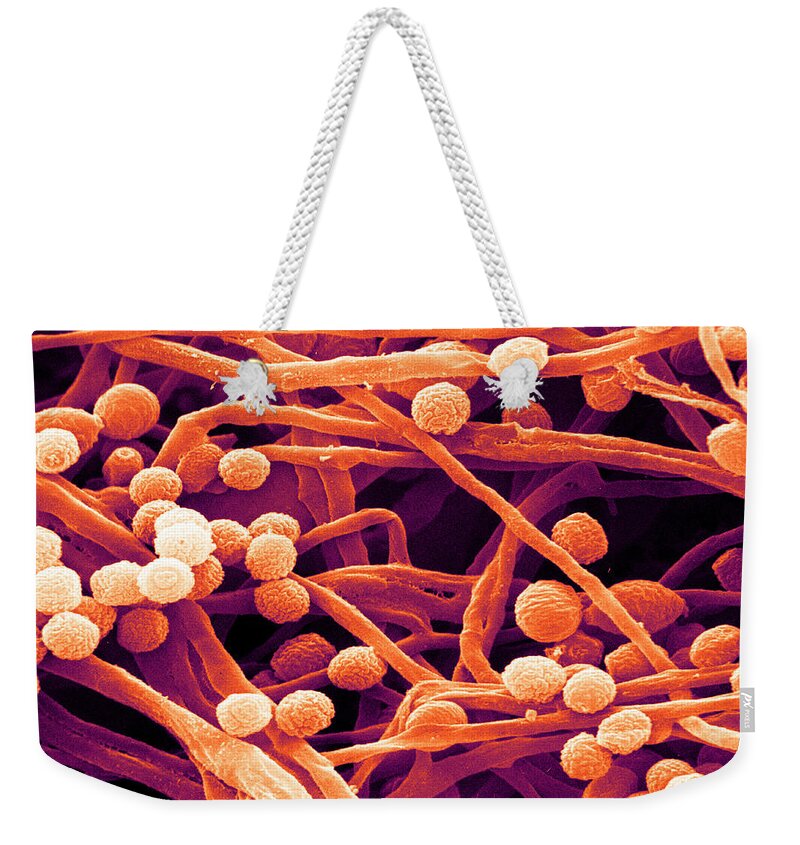 Candida Weekender Tote Bag featuring the photograph Candida, Sem #3 by David M. Phillips