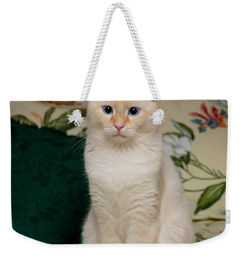 Blue Eyes Weekender Tote Bag featuring the photograph Flame Point Siamese Cat #3 by Amy Cicconi