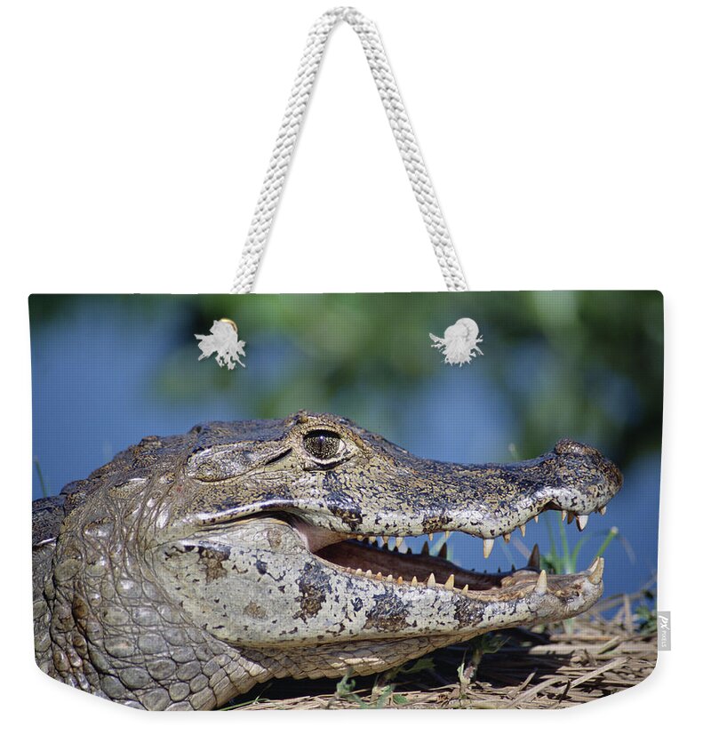 Feb0514 Weekender Tote Bag featuring the photograph Jacare Caiman Portrait Pantanal Brazil #3 by Tui De Roy