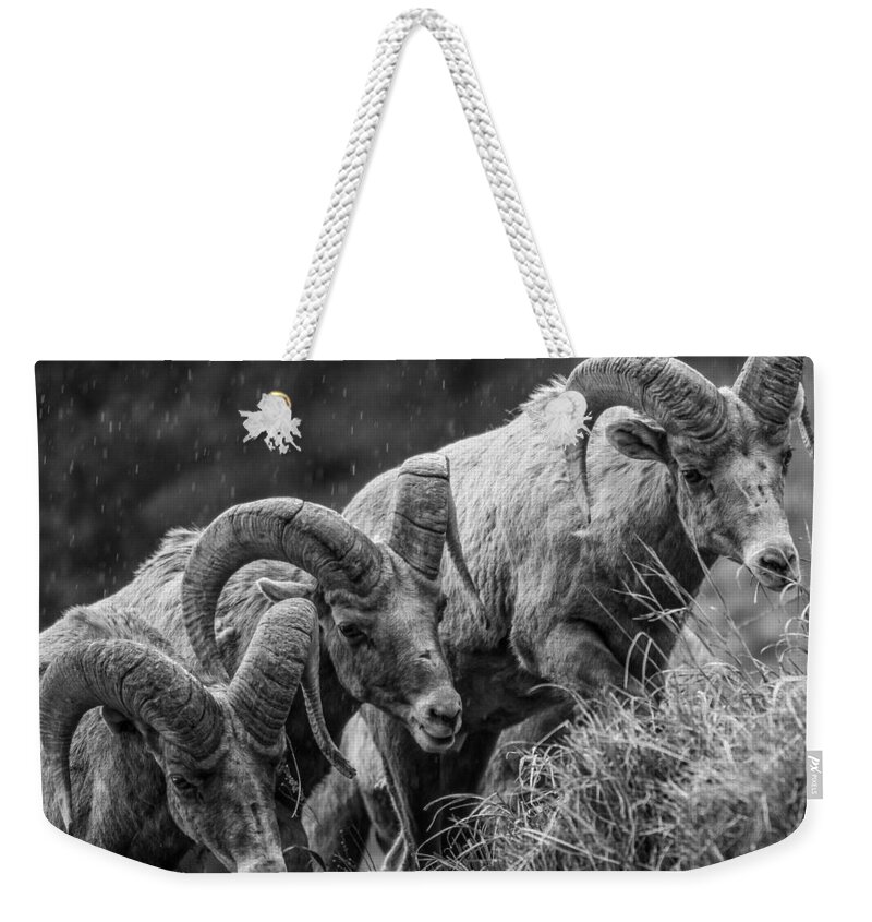 Big Horn Sheep Weekender Tote Bag featuring the photograph 3 Kings by Kevin Dietrich