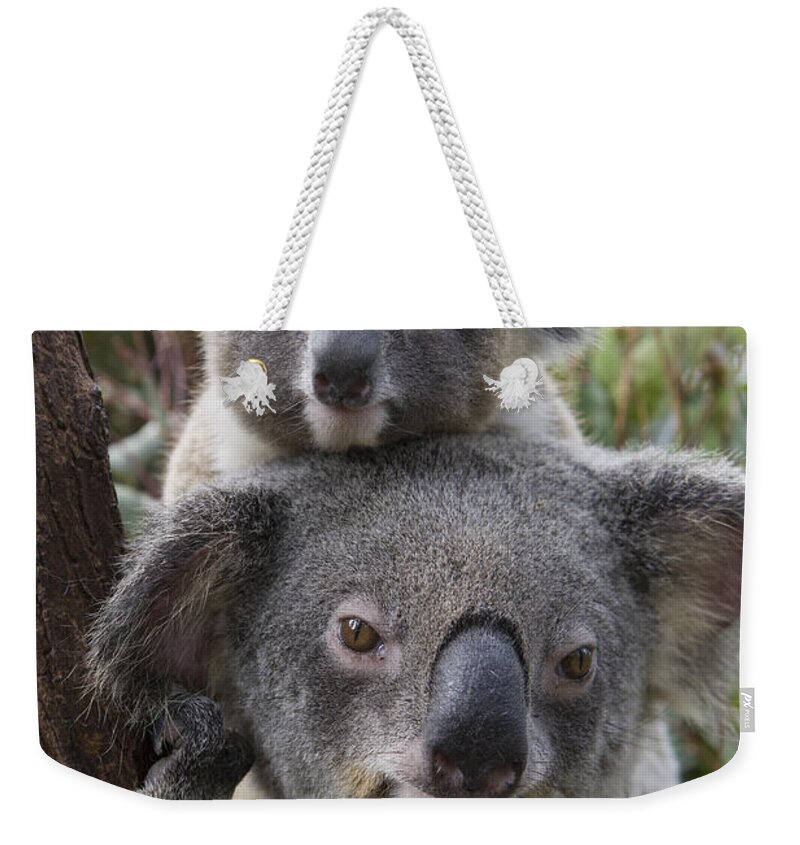 Feb0514 Weekender Tote Bag featuring the photograph Koala Mother And Joey Australia #3 by Suzi Eszterhas