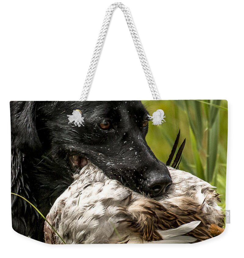 Ukc Hunt Test Weekender Tote Bag featuring the photograph Labrador Retriever #1 by Steven Clair