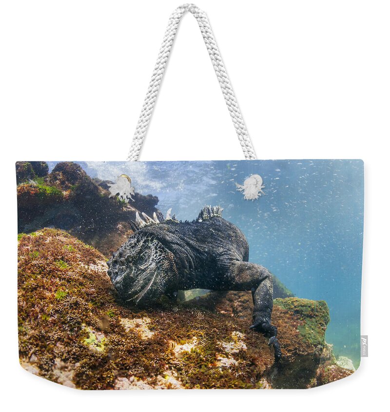 Tui De Roy Weekender Tote Bag featuring the photograph Marine Iguana Feeding On Algae Punta by Tui De Roy