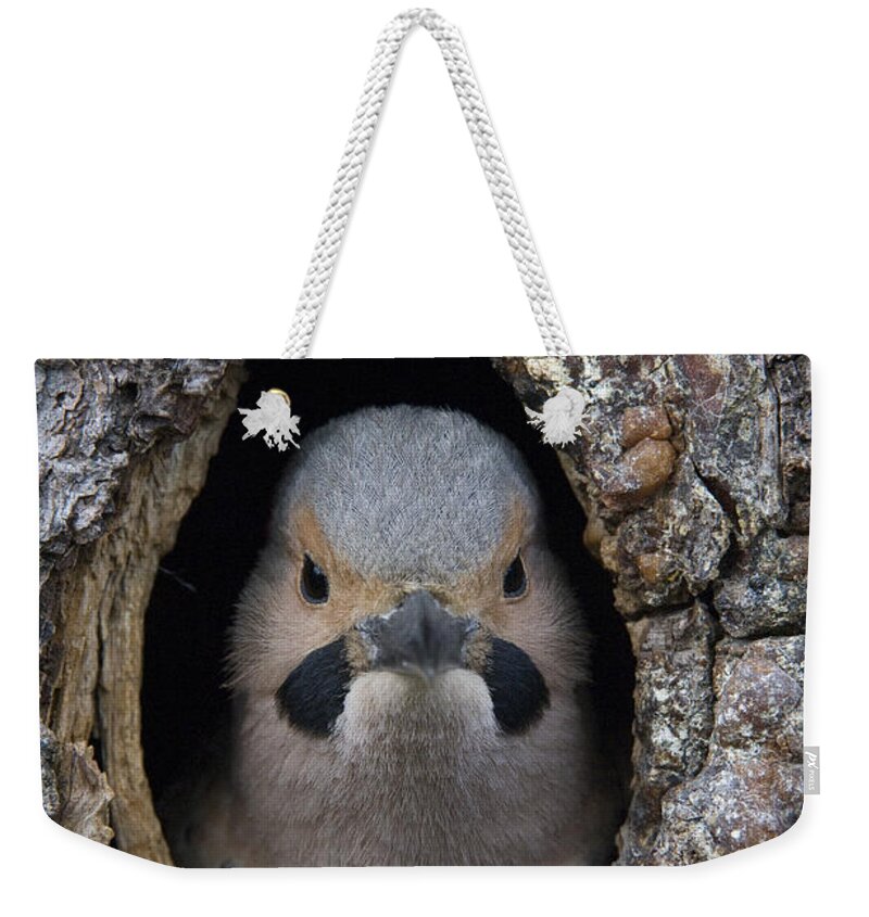 Michael Quinton Weekender Tote Bag featuring the photograph Northern Flicker In Nest Cavity Alaska by Michael Quinton