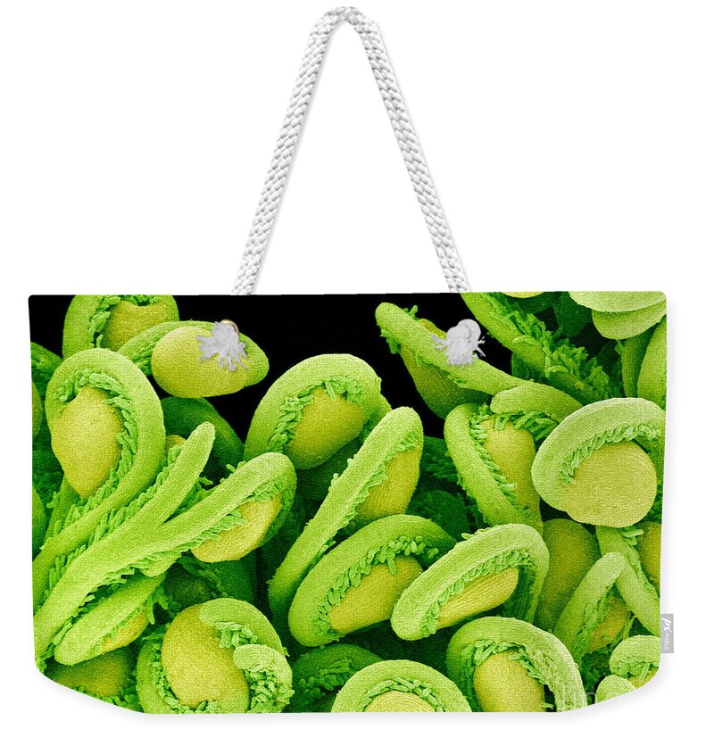 Biological Weekender Tote Bag featuring the photograph Orchid Cactus Ovules, Sem #3 by Susumu Nishinaga