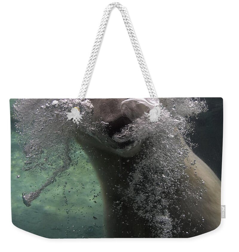 Feb0514 Weekender Tote Bag featuring the photograph Polar Bear Swimming Underwater #3 by San Diego Zoo
