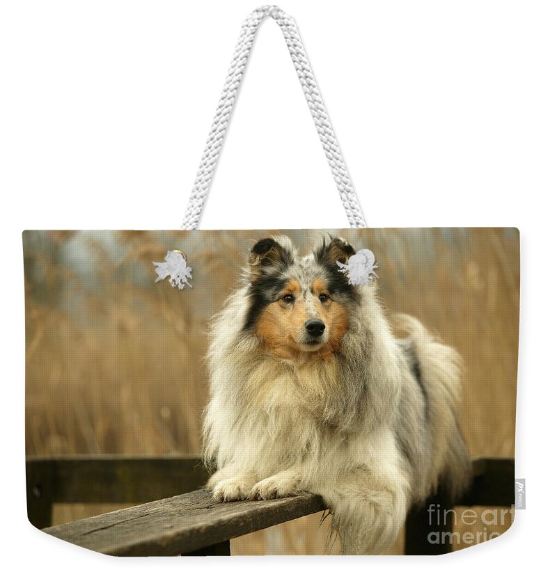 Rough Collie Weekender Tote Bag featuring the photograph Rough Collie Dog #3 by Jean-Michel Labat