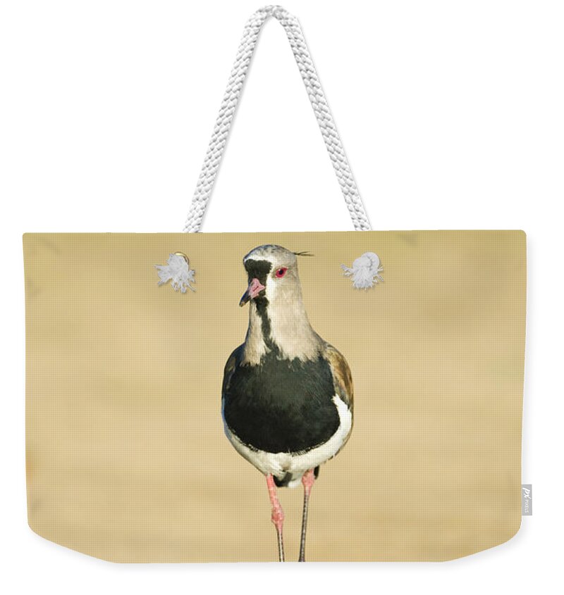 Nature Weekender Tote Bag featuring the photograph Southern Lapwing #3 by William H. Mullins