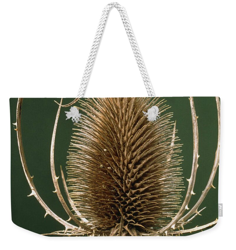 Botany Weekender Tote Bag featuring the photograph Teasel Flower #3 by Perennou Nuridsany