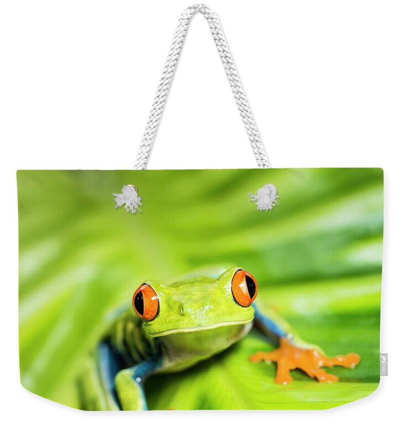 Heliconia Weekender Tote Bag featuring the photograph Tropical Red-eyed Tree Frog Agalychnis #3 by Josh Miller Photography