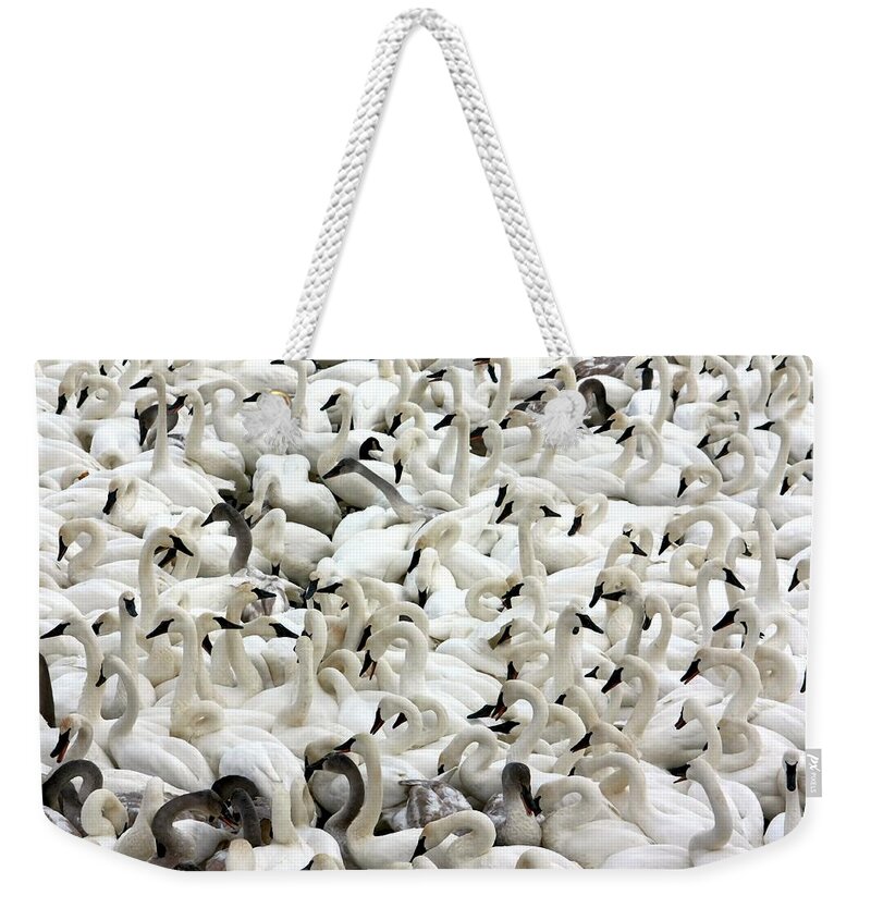Swan Weekender Tote Bag featuring the photograph Trumpeter Swans #3 by Amanda Stadther