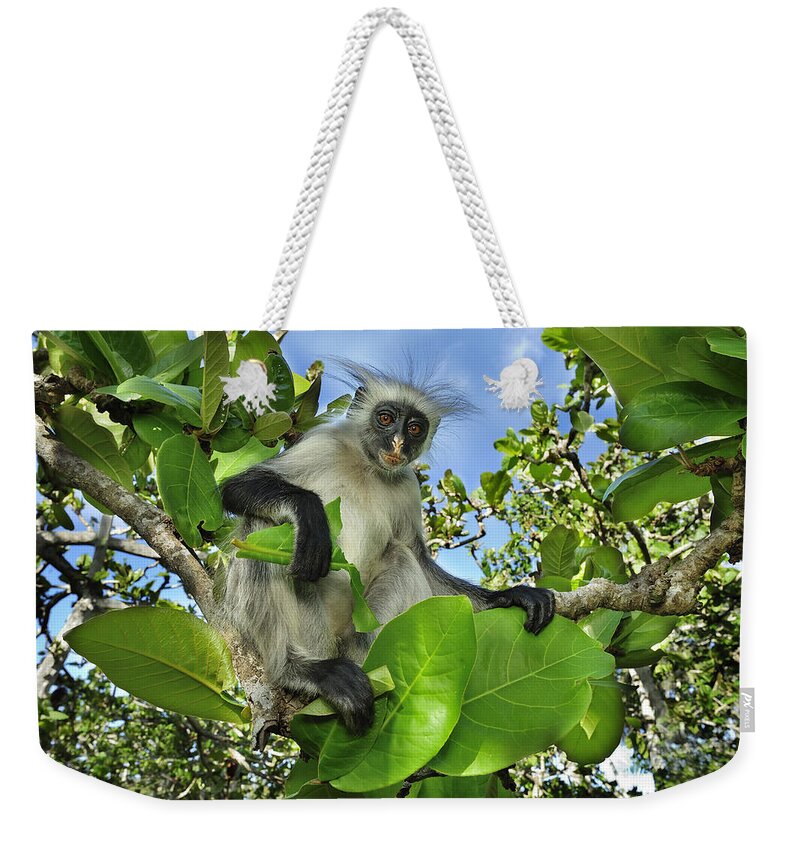Thomas Marent Weekender Tote Bag featuring the photograph Zanzibar Red Colobus In Tree Jozani by Thomas Marent