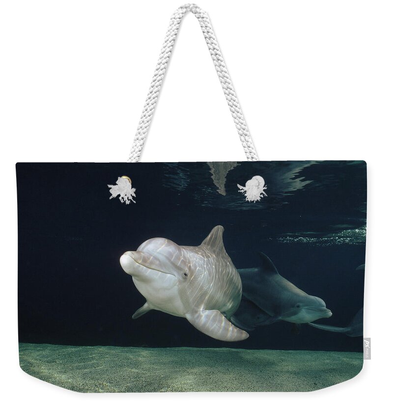 Feb0514 Weekender Tote Bag featuring the photograph Bottlenose Dolphin Pair Hawaii by Flip Nicklin
