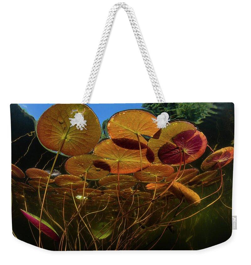Cape Cod Weekender Tote Bag featuring the photograph Colorful Lily Pads Grow Along The Edge #4 by Ethan Daniels