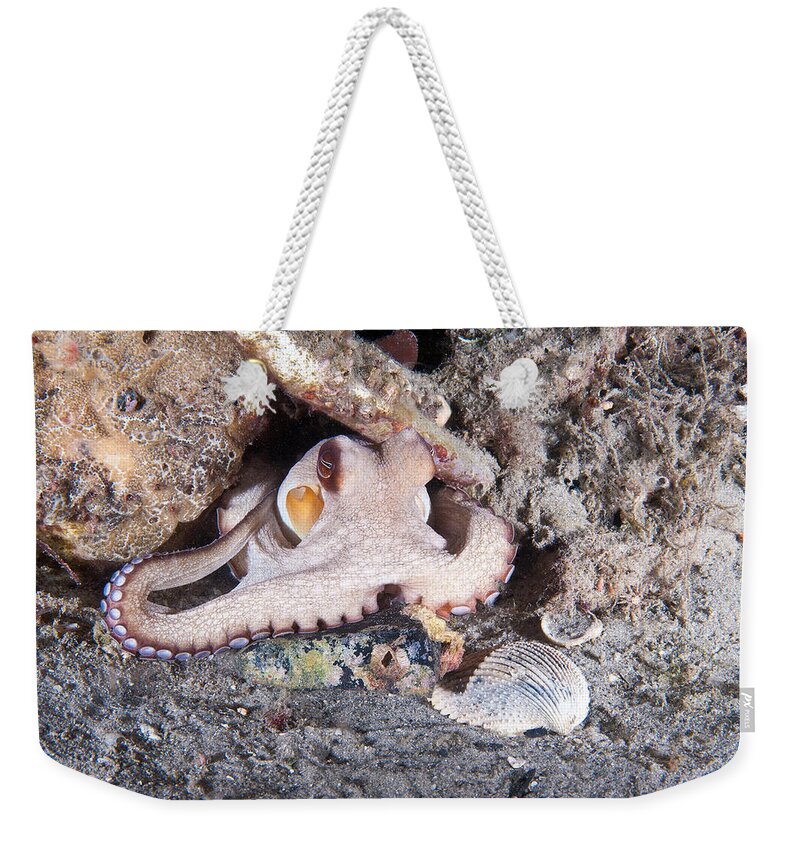 Common Octopus Weekender Tote Bag featuring the photograph Common Octopus #4 by Andrew J. Martinez