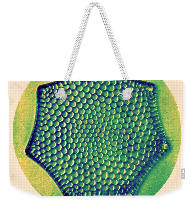 History Weekender Tote Bag featuring the photograph Diatom, Triceratium Favus, Early #6 by Science Source