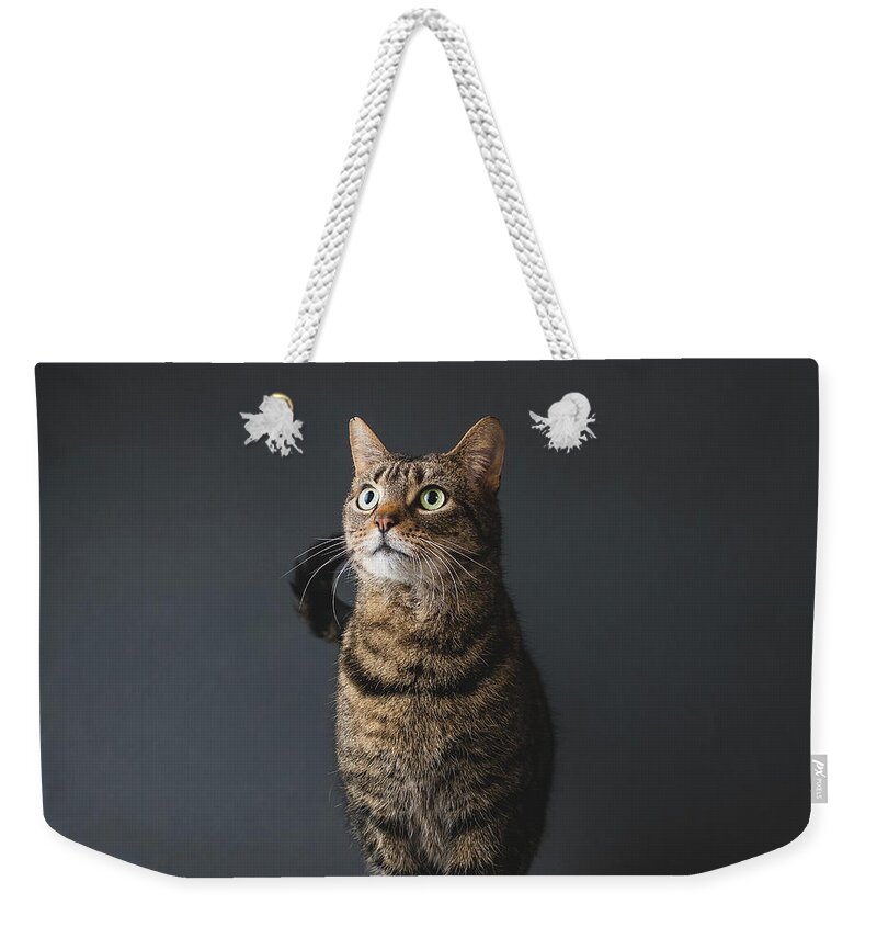 Pets Weekender Tote Bag featuring the photograph Fortunate Tails #4 by Matt Porteous