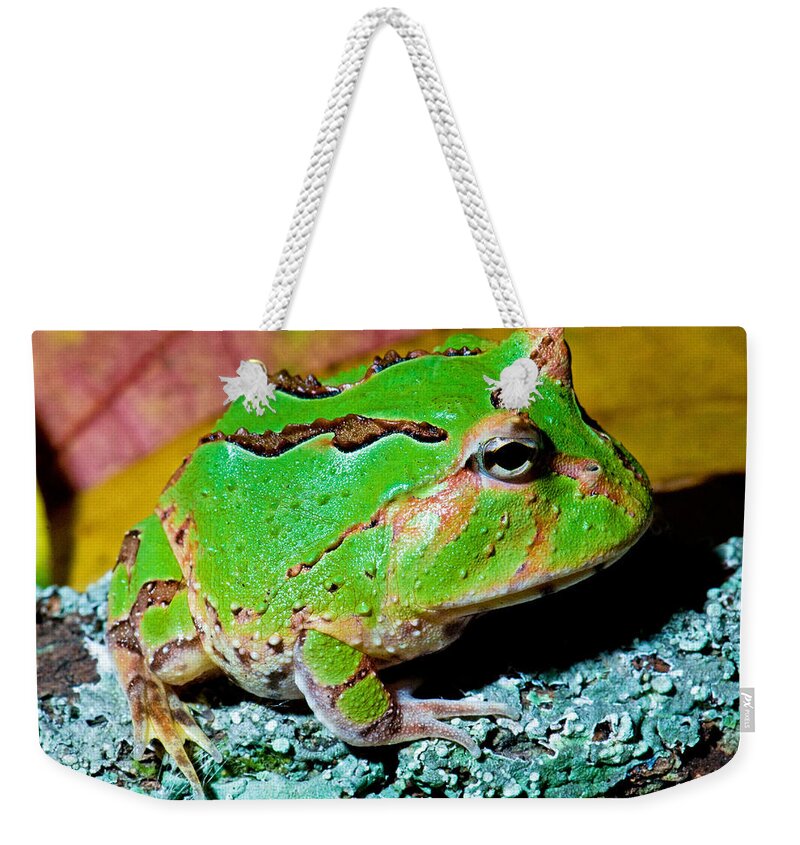 Wildlife Weekender Tote Bag featuring the photograph Green Fantasy Frogpacman Frog #4 by Millard H. Sharp