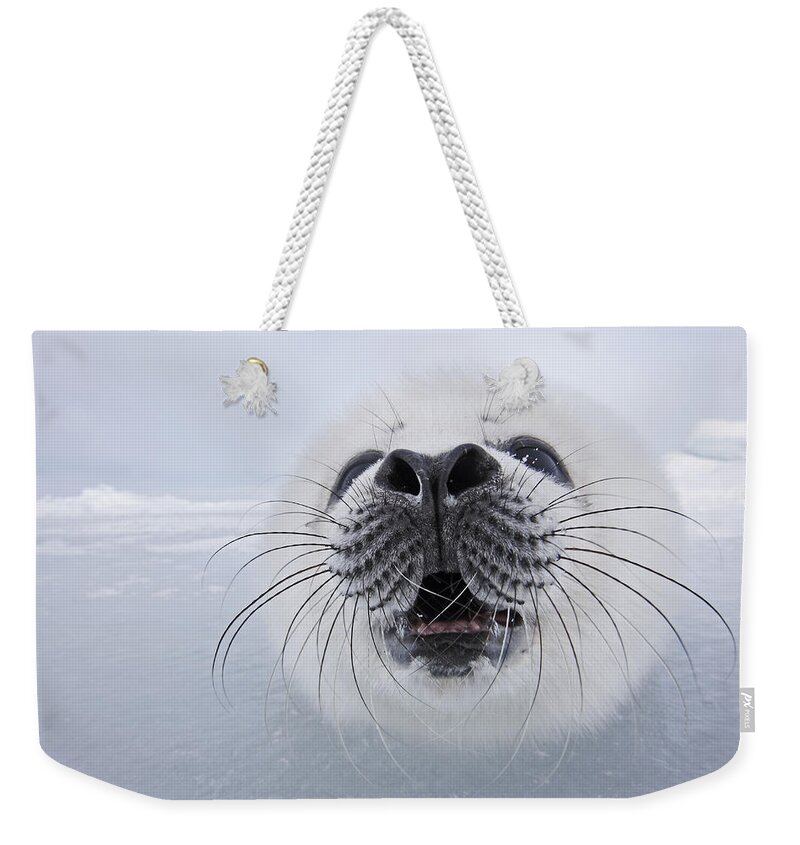 Harp Seal Weekender Tote Bag featuring the photograph Harp Seal Baby #4 by M. Watson
