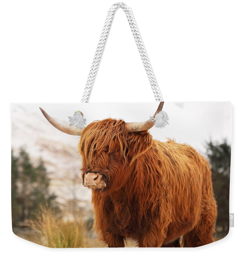 Highland Cattle Weekender Tote Bag featuring the photograph Highland Cow #4 by Grant Glendinning