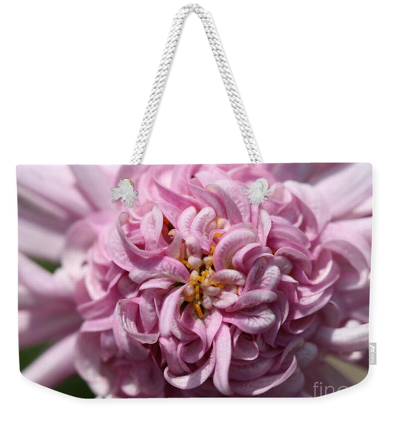 Mccombie Weekender Tote Bag featuring the photograph Marguerite Daisy named Double Pink #4 by J McCombie