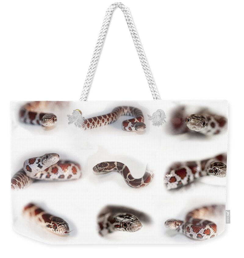 Snake Weekender Tote Bag featuring the photograph Milk Snake, Lampropeltis Triangulum #4 by Scott Camazine