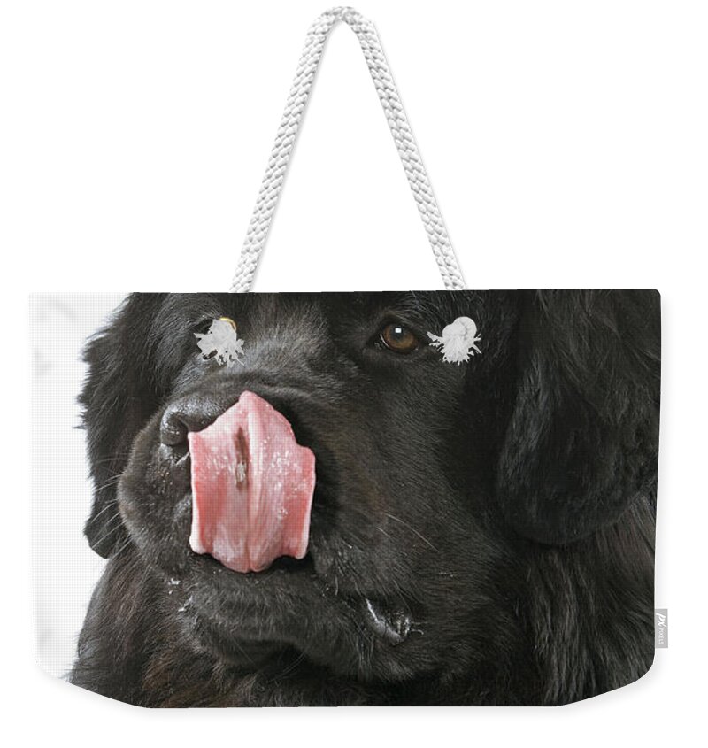 Newfoundland Weekender Tote Bag featuring the photograph Newfoundland Dog by Jean-Michel Labat