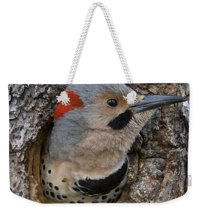 Michael Quinton Weekender Tote Bag featuring the photograph Northern Flicker In Nest Cavity Alaska by Michael Quinton