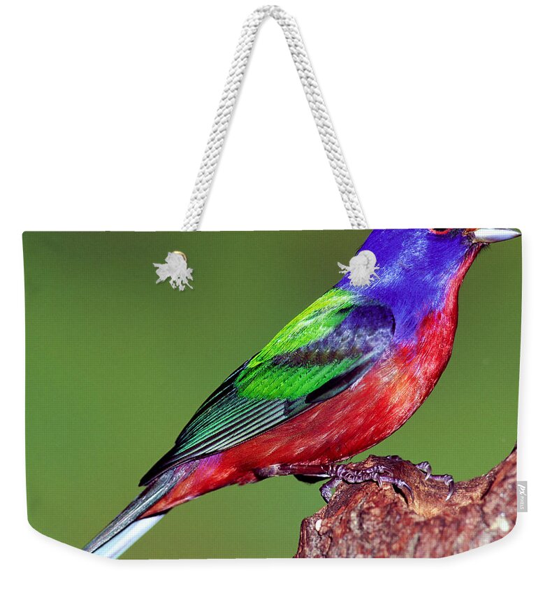 Nature Weekender Tote Bag featuring the photograph Painted Bunting #4 by Millard H. Sharp