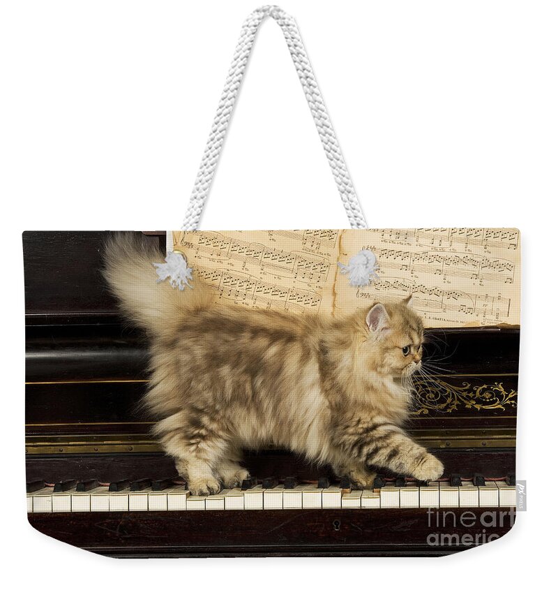 Cat Weekender Tote Bag featuring the photograph Persian Cat #4 by Jean-Michel Labat