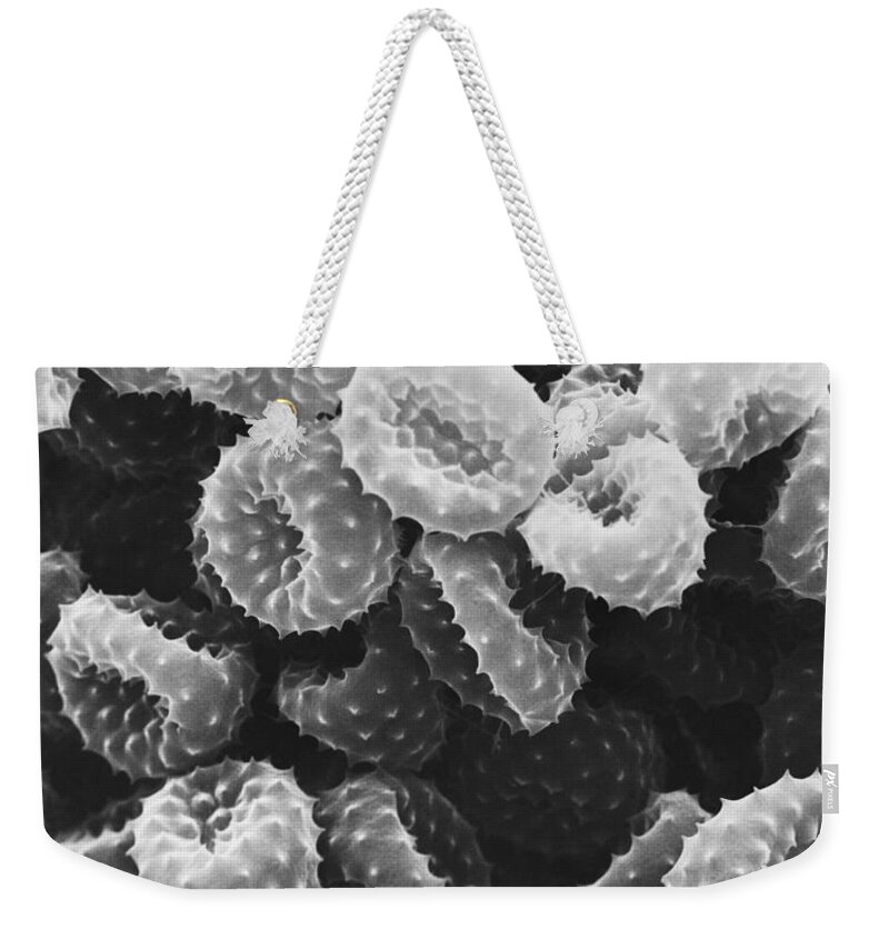 Science Weekender Tote Bag featuring the photograph Ragweed Pollen Sem by David M. Phillips / The Population Council