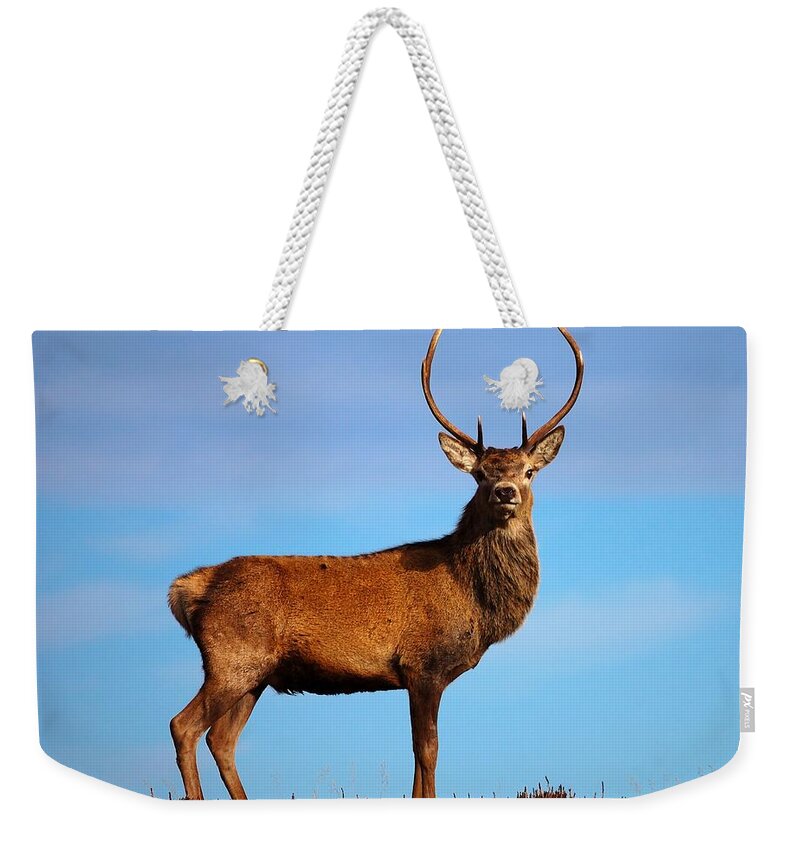 Red Deer Stag Weekender Tote Bag featuring the photograph Red deer stag #4 by Gavin Macrae