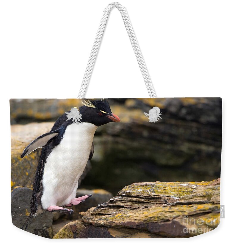 Southern Rockhopper Penguin Weekender Tote Bag featuring the photograph Rockhopper Penguin by John Shaw