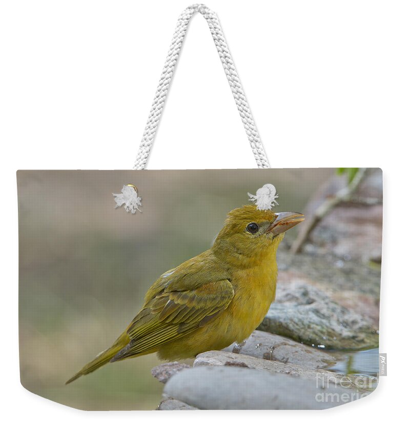 Summer Tanager Weekender Tote Bag featuring the photograph Summer Tanager #4 by Anthony Mercieca