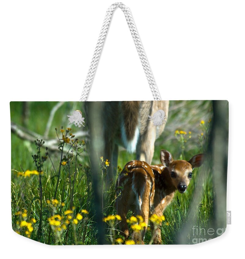 Fauna Weekender Tote Bag featuring the photograph Whitetail Deer Fawn #4 by Mark Newman