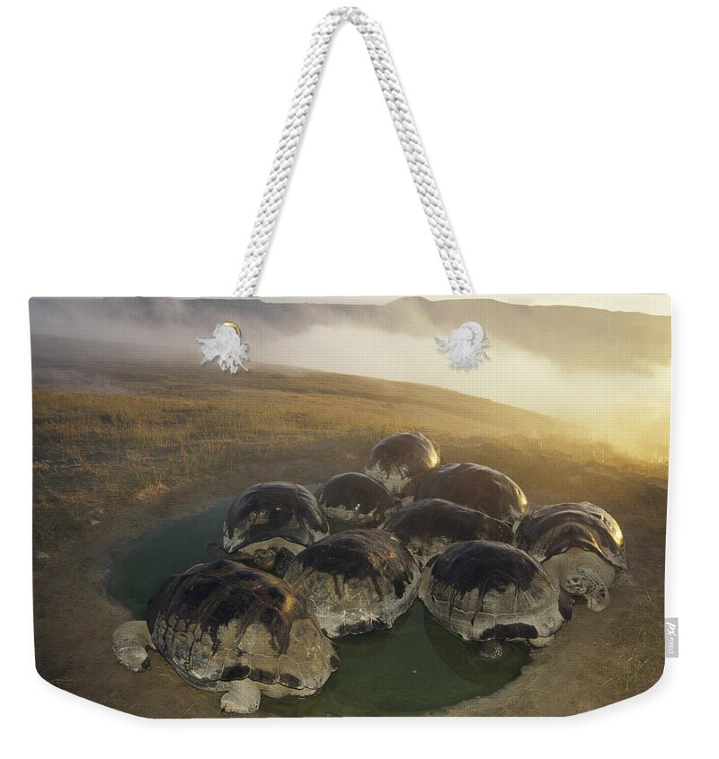 Feb0514 Weekender Tote Bag featuring the photograph Galapagos Giant Tortoise Wallowing #5 by Tui De Roy