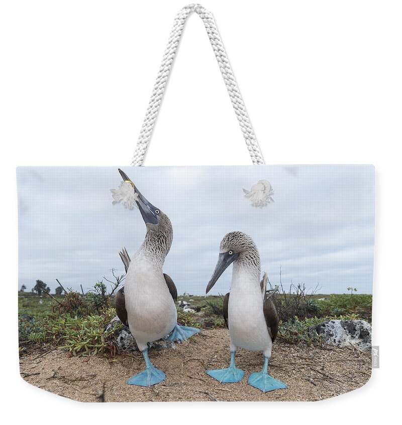 531676 Weekender Tote Bag featuring the photograph Blue-footed Booby Courtship Dance by Tui De Roy